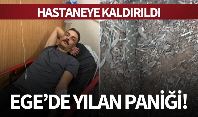 Ege'de yılan paniği!