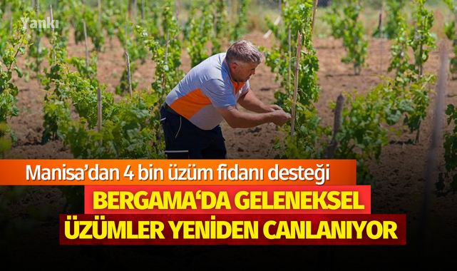 Geleneksel üzümler yeniden canlanıyor