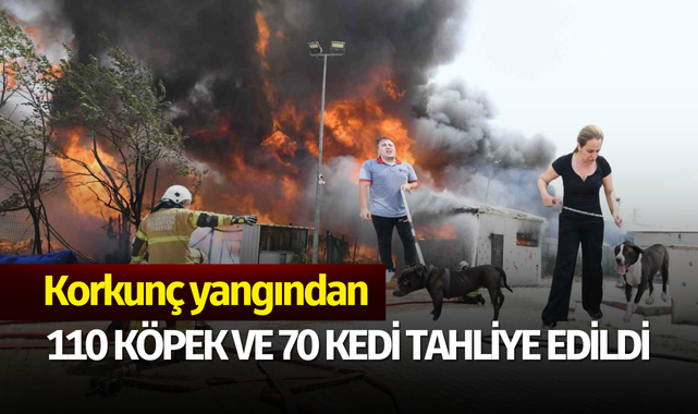 Korkunç yangından 110 köpek ve 70 kedi tahliye edildi