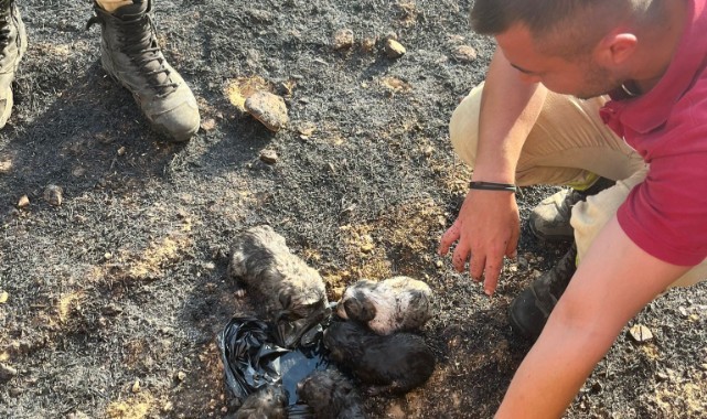 İşçilerin dikkati yavru köpekleri alevlerden kurtardı