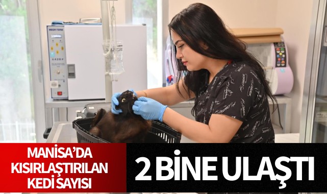 Kısırlaştırılan kedi sayısı 2 bine ulaştı