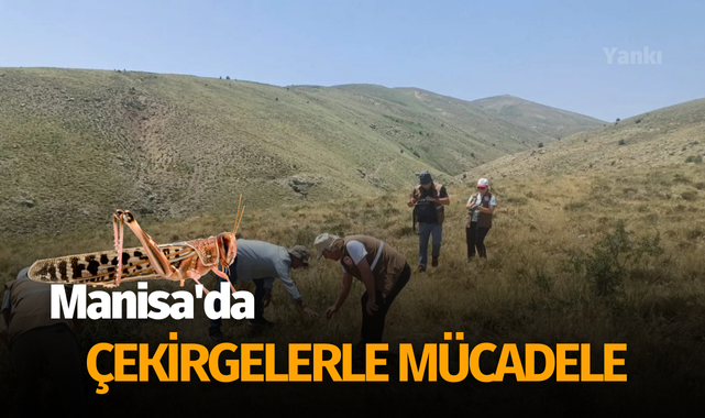 Manisa'da çekirgelerle mücadele