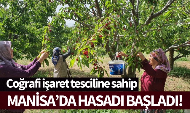 Manisa'da hasadı başladı!