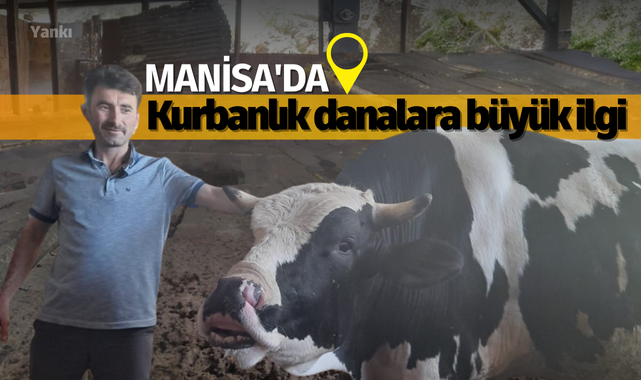 Manisa'da kurbanlık danalara büyük ilgi