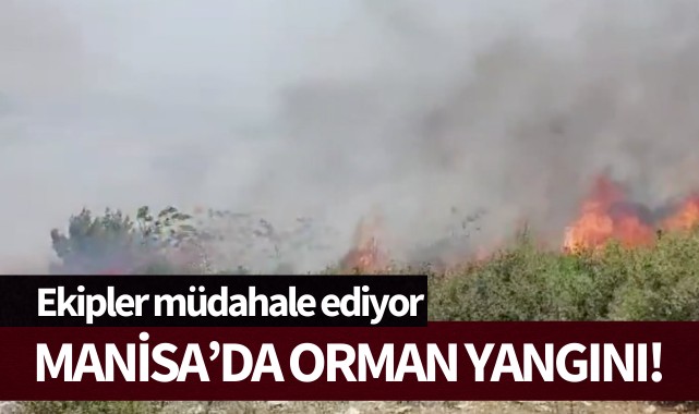 Manisa'da orman yangını!