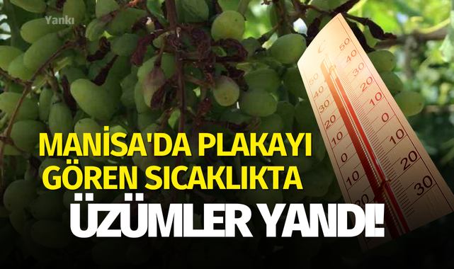 Manisa'da plakayı gören sıcaklıkta üzümler yandı!