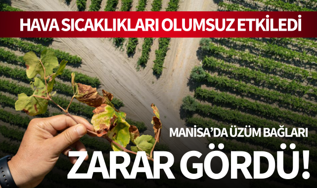 Manisa'da üzüm bağları zarar gördü!