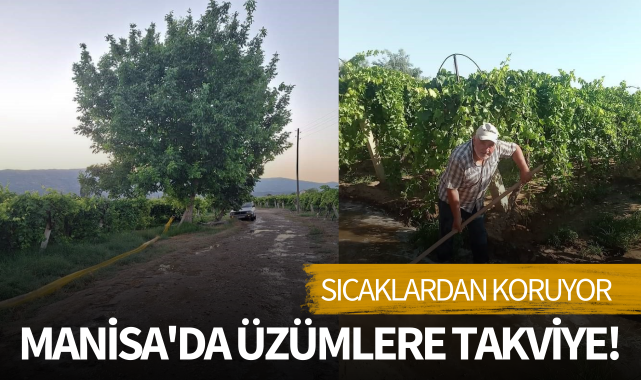 Manisa'da üzümlere takviye! Sıcaklardan koruyor