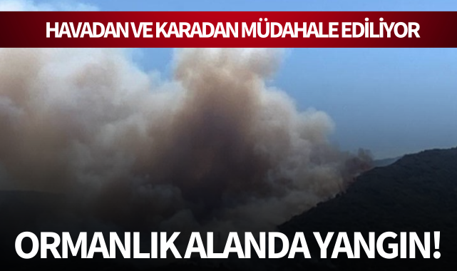 Ormanlık alanda yangın