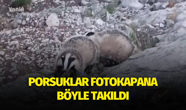 Porsuklar fotokapana takıldı