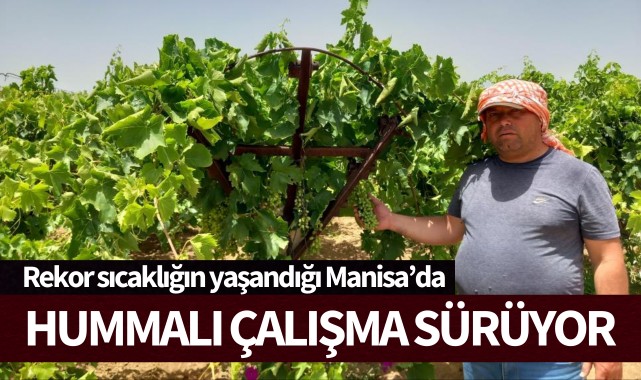 Rekor sıcaklığın yaşandığı Manisa'da hummalı çalışma sürüyor