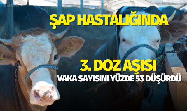 Şap hastalığında 3. doz aşısı vaka sayısını yüzde 53 düşürdü