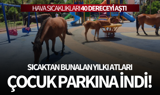 Sıcaktan bunalan yılkı atları çocuk parkına indi