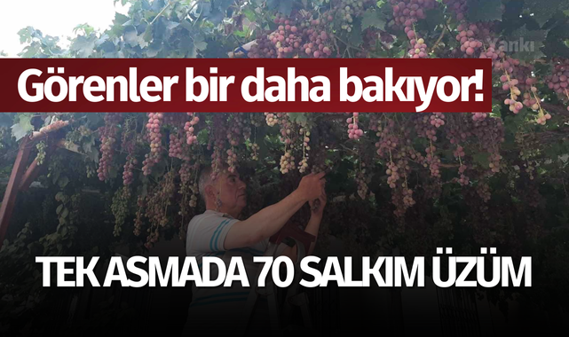 Görenler bir daha bakıyor! Tek asmada 70 salkım üzüm