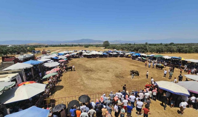 Tire'de 3. Geleneksel Boğa Güreşleri düzenlendi