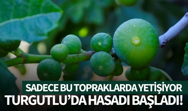 Turgutlu'da hasadı başladı! Sadece bu topraklarda yetişiyor