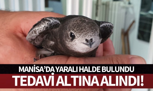 Yaralı halde bulundu tedavi edilecek