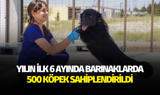 Yılın ilk 6 ayında barınaklarda 500 köpek sahiplendirildi