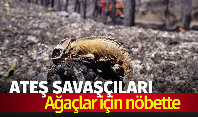 Ateş savaşçıları ağaçlar için nöbette