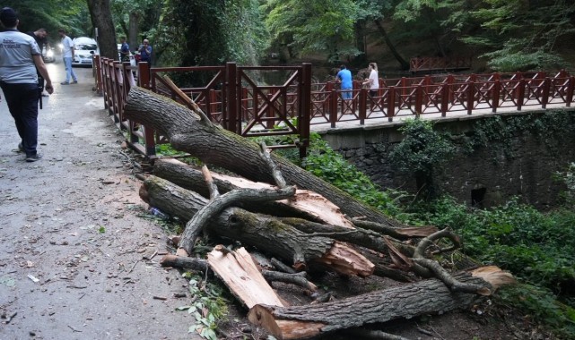 Belgrad Ormanı'nda ağaç araçların üzerine devrildi