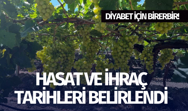 Hasat ve ihraç tarihleri belirlendi: Diyabet için birebir!