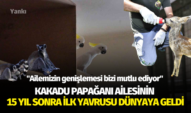 Kakadu papağanı ailesinin 15 yıl sonra ilk yavrusu dünyaya geldi