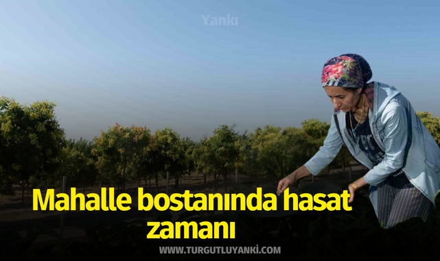 Mahalle bostanında hasat zamanı