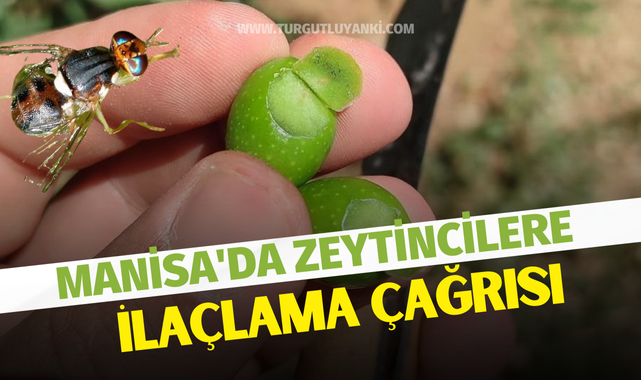 Manisa'da zeytincilere ilaçlama çağrısı
