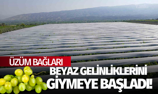 Üzüm bağları beyaz gelinliklerini giymeye başladı!
