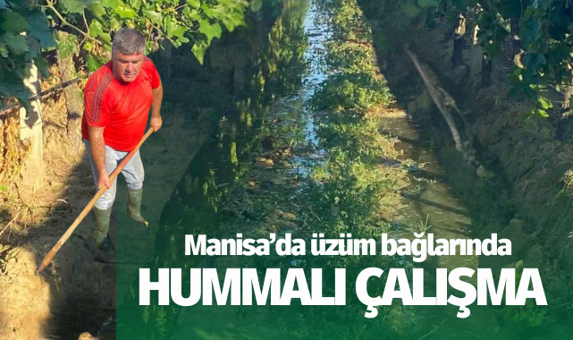 Üzüm bağlarında hummalı çalışma