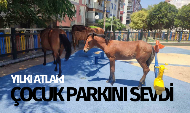 Yılkı atları çocuk parkını sevdi