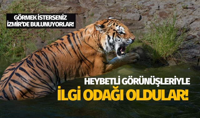Heybetli görünüşleriyle ilgi odağı oldular!