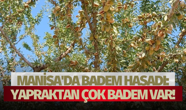 Manisa'da badem hasadı: Yapraktan çok badem var!