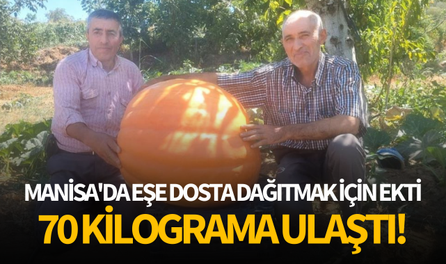 Manisa'da eşe dosta dağıtmak için ekti, 70 kiloya ulaştı!