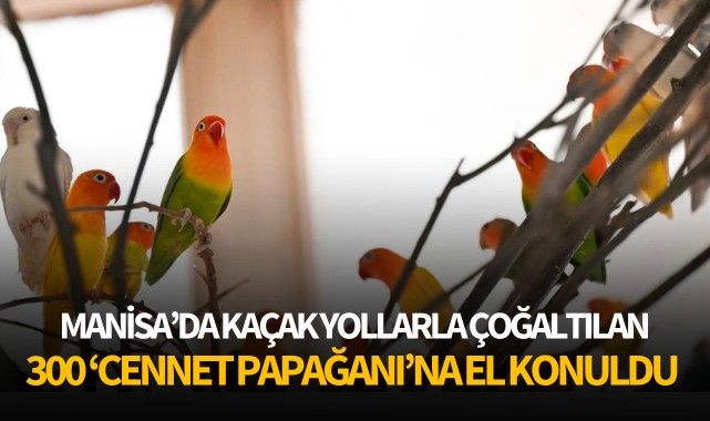 Manisa'da kaçak yollarla çoğaltılan 300 'cennet papağanı'na el konuldu