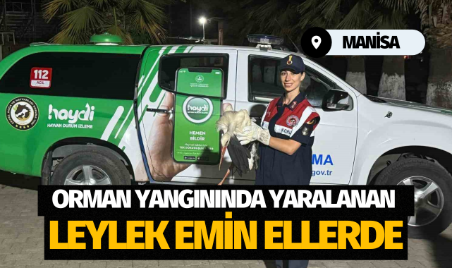 Orman yangınında yaralanan leylek emin ellerde