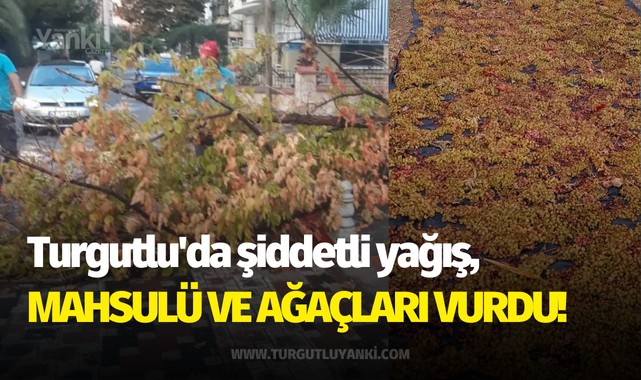 Turgutlu'da şiddetli yağış, mahsulü ve ağaçları vurdu!