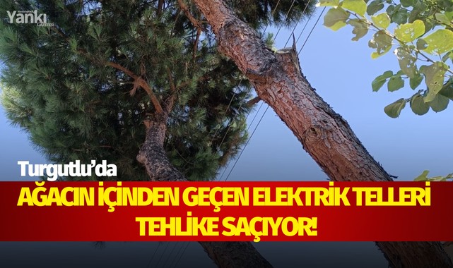 Ağacın içinden geçen elektrik telleri tehlike saçıyor!