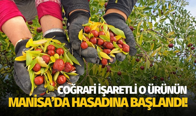 Coğrafi işaretli o ürünün hasadına başlandı