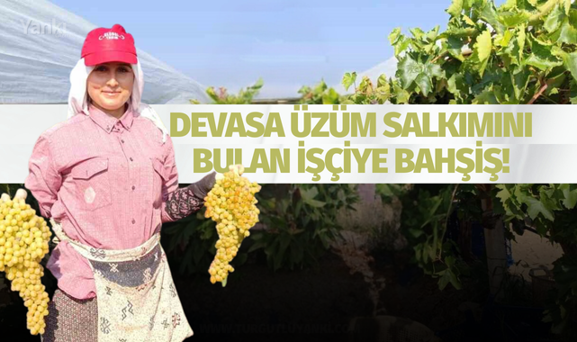 Devasa üzüm salkımını bulan işçiye bahşiş!