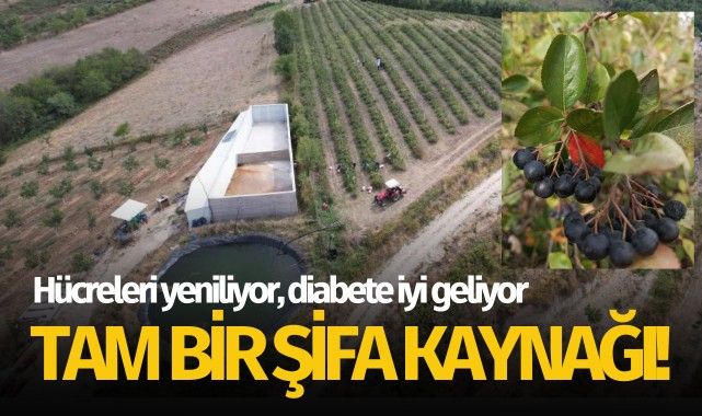 Hücreleri yeniliyor, diabete iyi geliyor!