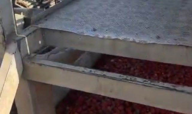 Manisa'da sağlıksız şartlarda salça üreten firmanın faaliyetleri durduruldu
