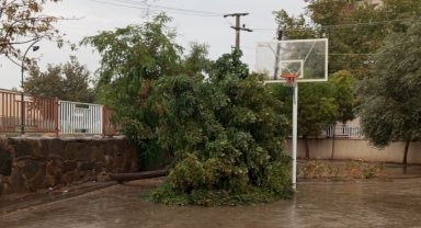 Şiddetli rüzgar okul bahçesindeki ağacı kökünden söktü
