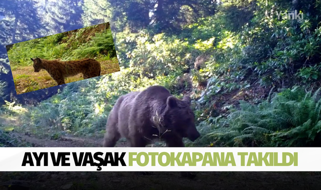 Ayı ve vaşak fotokapana takıldı