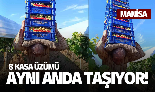 İddia ile başladı, 8 kasa üzümü aynı anda taşıyor