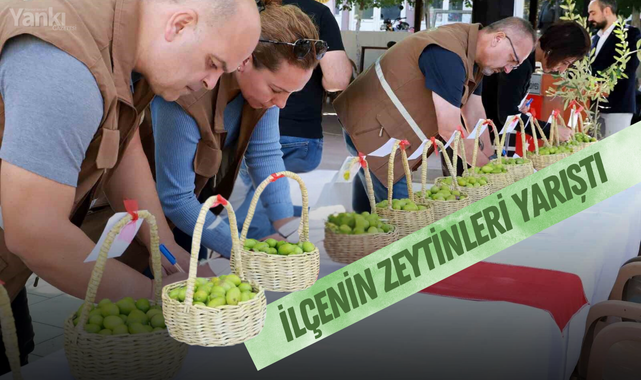 İlçenin zeytinleri yarıştı