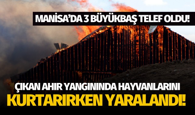 Manisa'da ahır yangını: Hayvanlarını kurtarırken yaralandı!