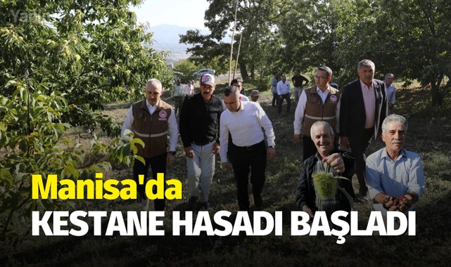 Manisa'da kestane hasadı başladı