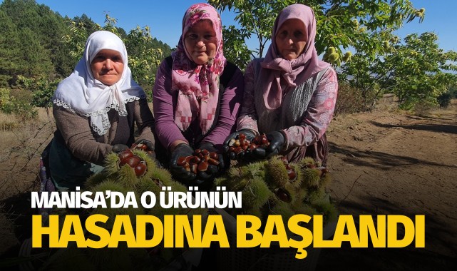 Manisa'da o ürünün hasadına başlandı