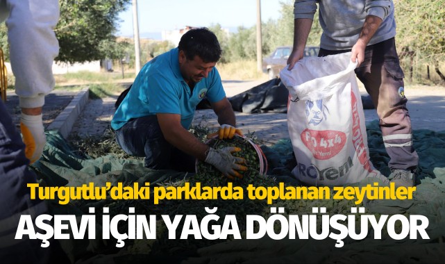 Parklardaki zeytinler, Aşevi için yağa dönüşüyor